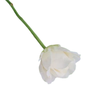 grdeen